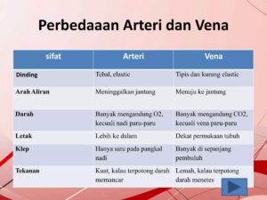 Sifat Pembuluh Nadi (Arteri)