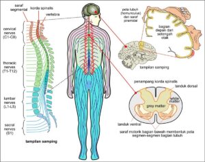 Quiz Biologi: Organisme dengan Sistem Saraf Khusus