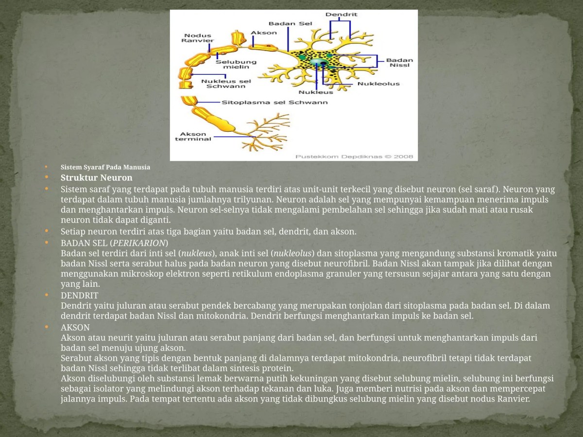 Neuron Penghantar Impuls dari Indera ke Otak atau Tulang Belakang