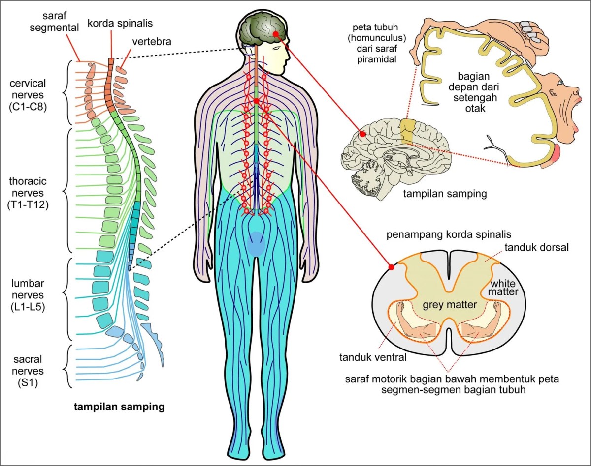 Quiz Biologi: Organisme dengan Sistem Saraf Khusus