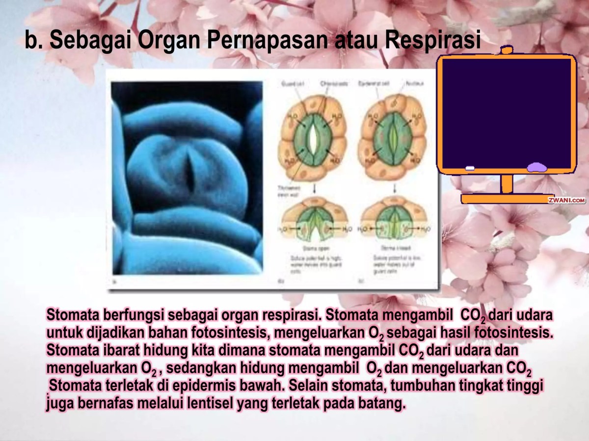 Stomata: Fungsi Selain Pernapasan