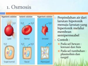 Pengairan Tumbuhan Turgid dengan Larutan Hipertonik atau Hipotonik