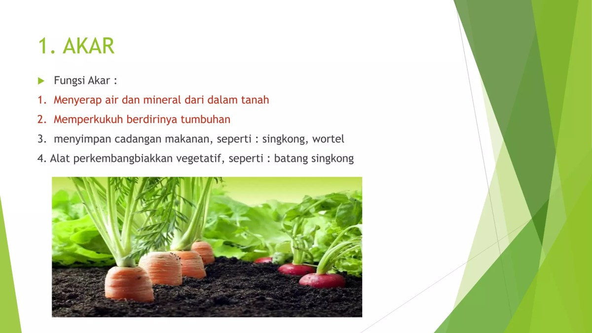 Jaringan Tumbuhan Penyimpan Cadangan Makanan