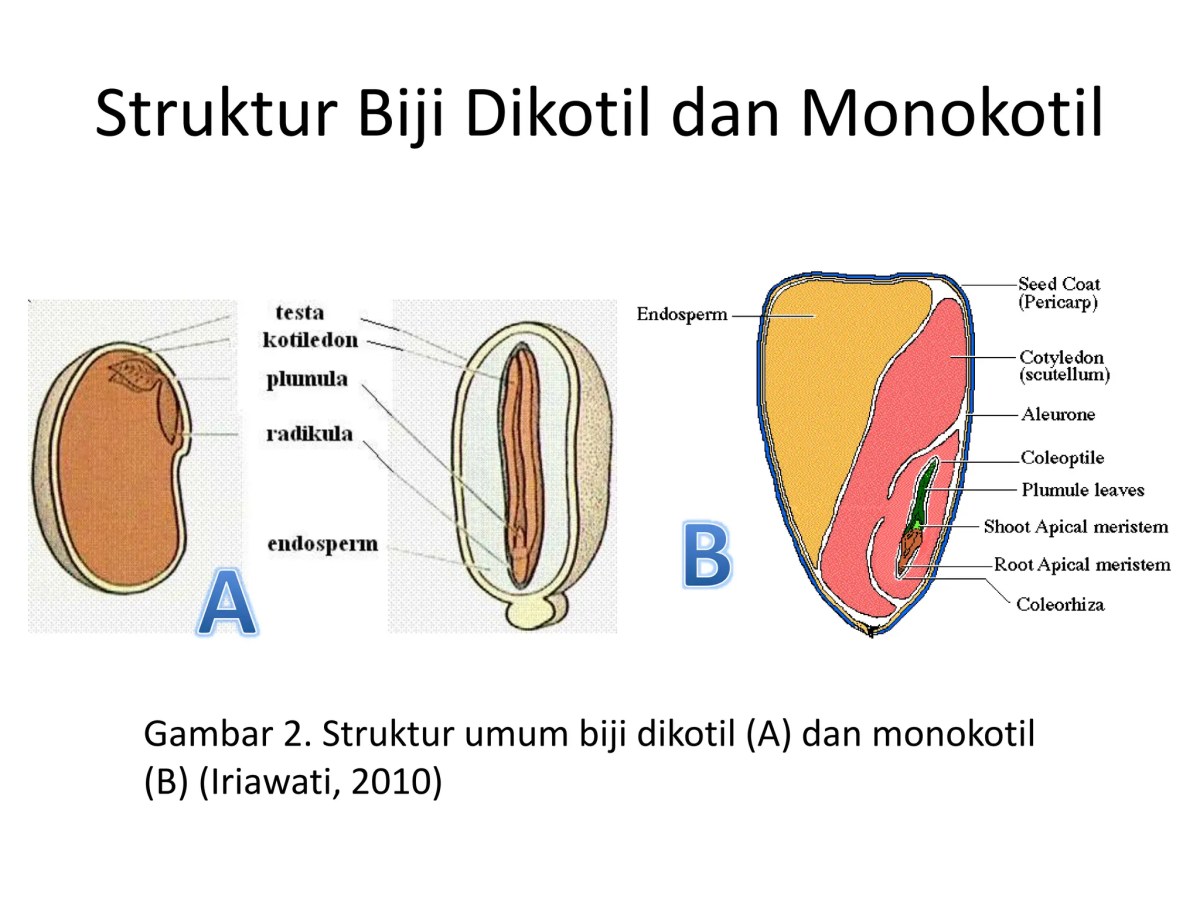 Pembentukan Cell Plate pada Pematangan Buah Kurma melalui Vesikel