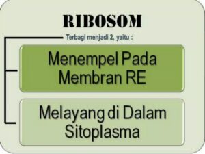 Sel eukariotik dapat bereproduksi lebih cepat karena banyak organel bermembran