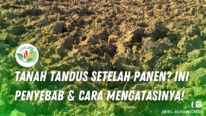 Pengertian Tanah Tandus