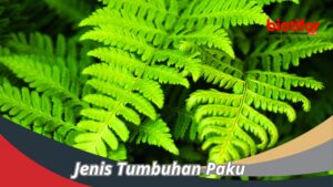Perlindungan Sorus pada Tumbuhan Paku‑pakuan Tertentu