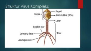 25 Nama Virus dan Peranannya