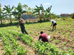 Pak Madhuri merupakan seorang pemborong beras yang sukses di desa Dempo Timur. Pak Madhuri mendapatkan pesanan dari Pedagang pasar Pasean dan Waru di