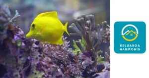 Nama ikan laut berwarna putih merah