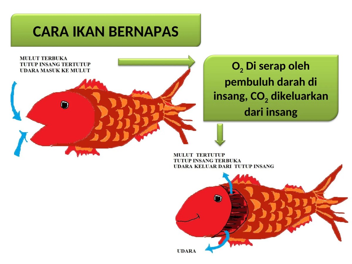 Cara Ikan Bernapas