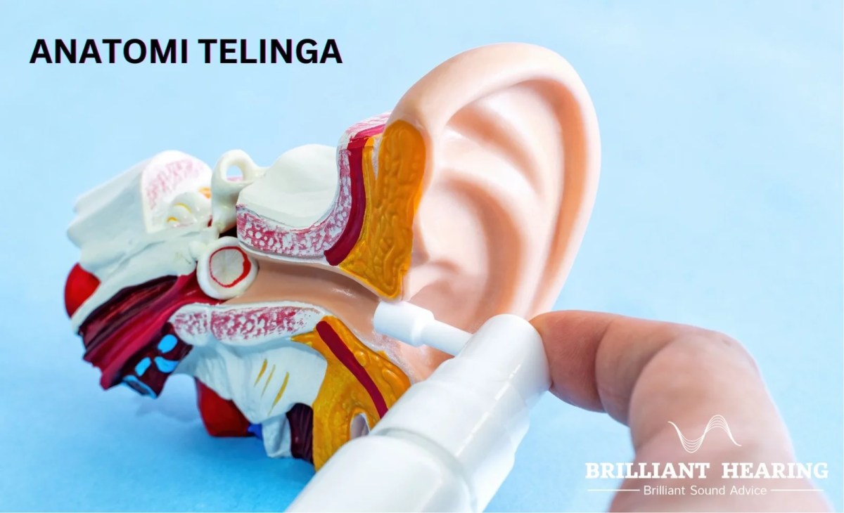 Fungsi Struktur Telinga: Lubang Telinga, Selaput Gendang, Saluran Eustachius