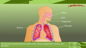 Fase Pernapasan Manusia pada Gambar