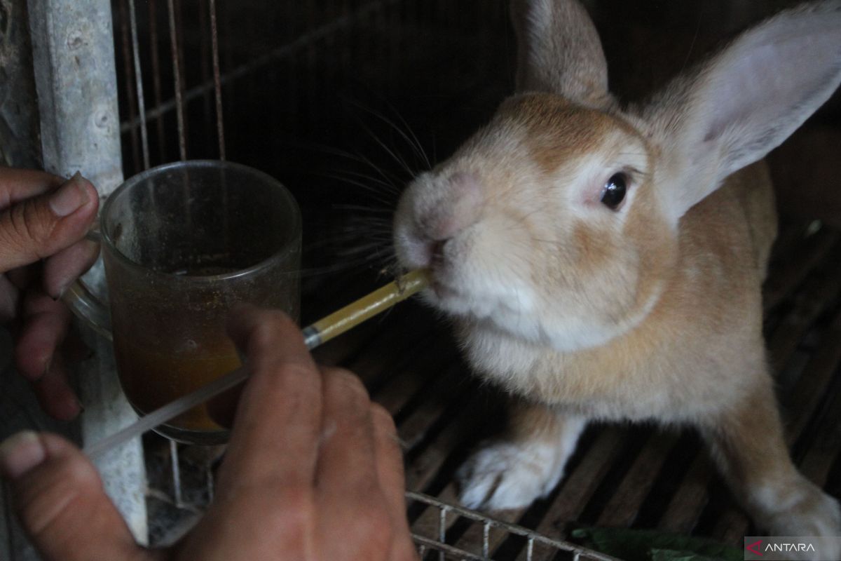 Solusi Mengatasi Kelinci Gemetar dan Keracunan Secara Alami