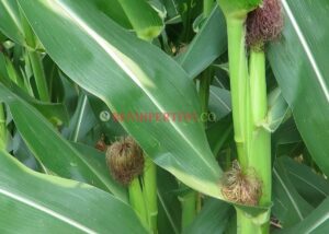 Berapa kali pohon jagung berbuah