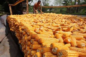 Konsumsi Beras Jadi Makanan Utama Gantikan Jagung di Beberapa Daerah