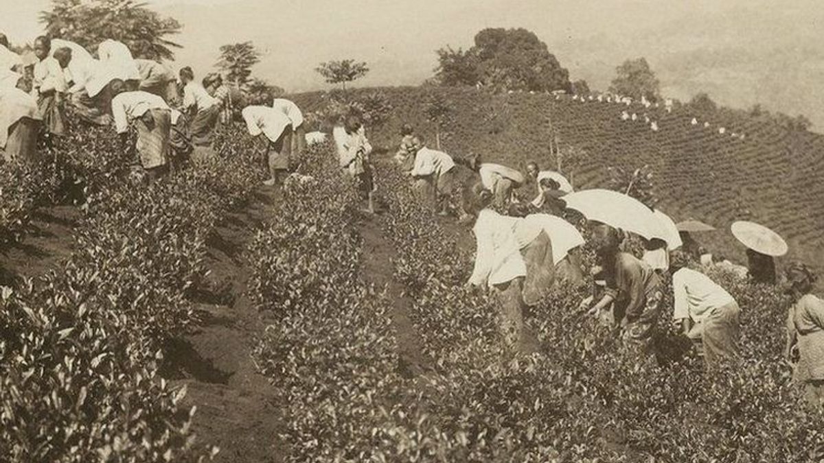 Tanam Paksa Belanda Abad 19: Perwujudan Penindasan Kolonial