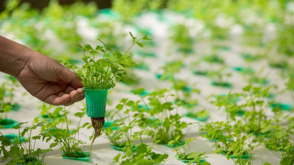 Manfaat Penanaman Hidroponik