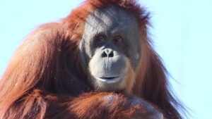 Apa yang dimaksud dengan intro