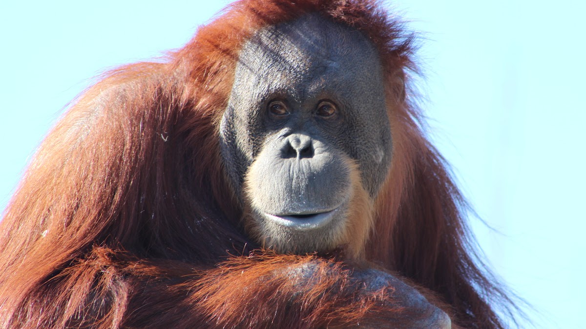 Apa yang dimaksud dengan intro