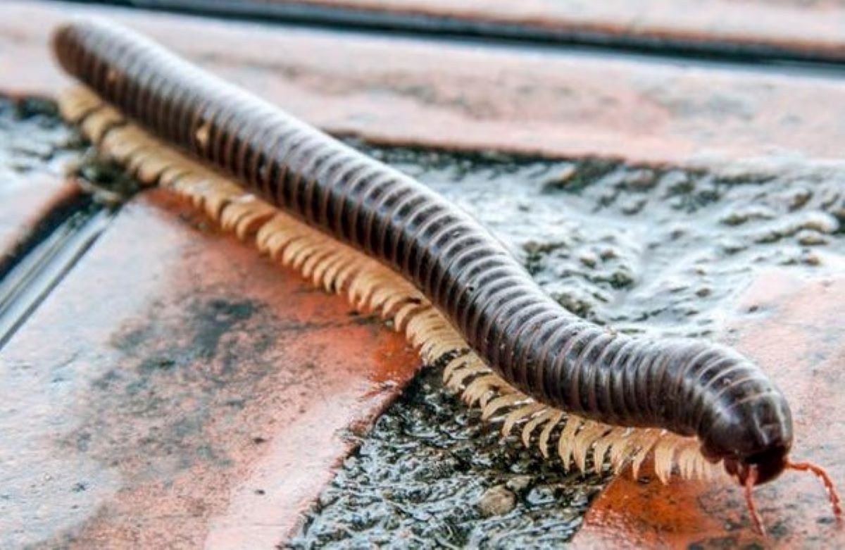 Binatang yang Tidak Punya Kepala