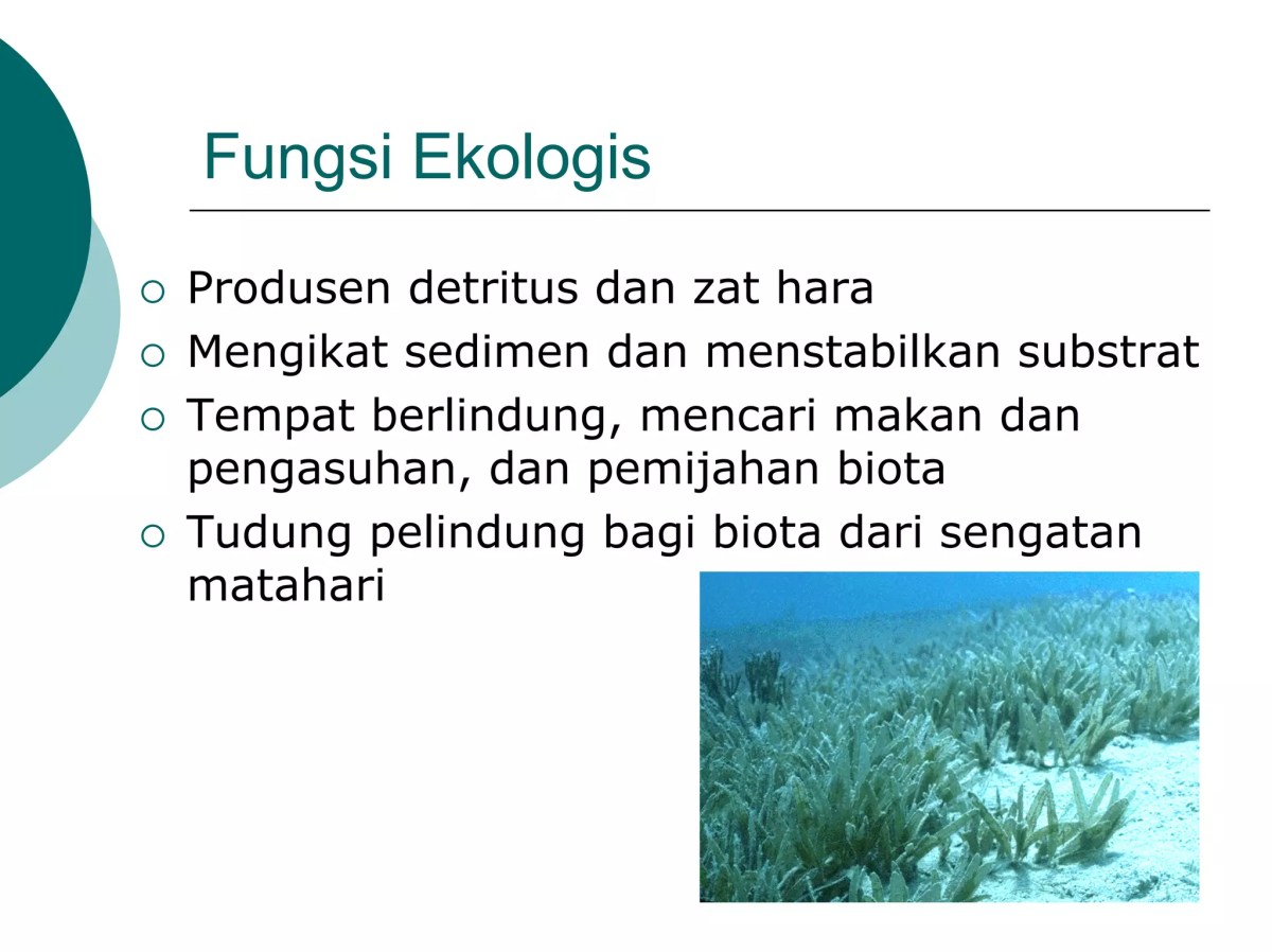 Makhluk Hidup Terbanyak di Ekosistem Laut Berdasarkan Nomor