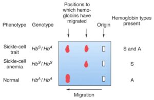 Jumlah Atom Besi dalam Hemoglobin (Mr 68000, 0,66 % berat)