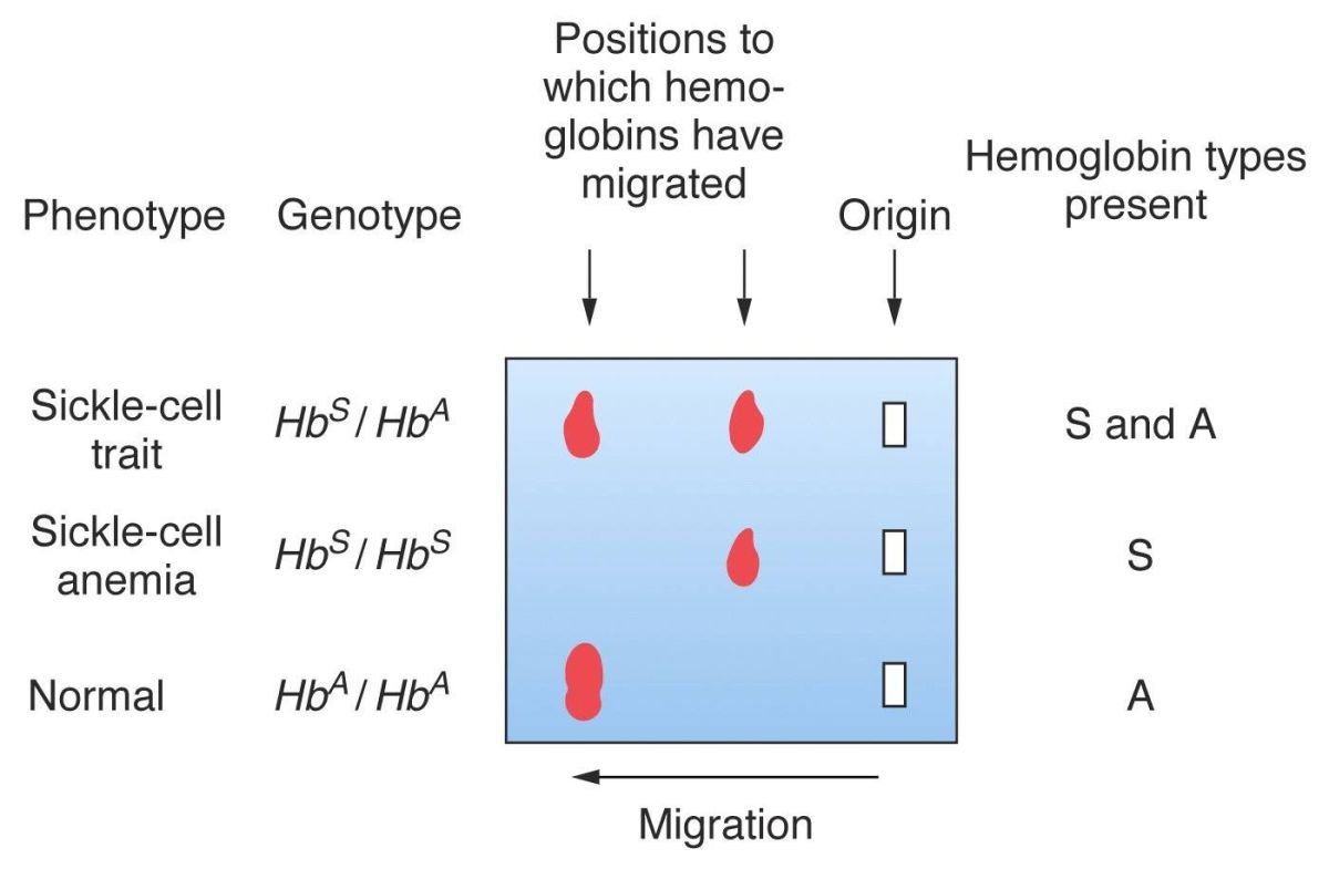 Jumlah Atom Besi dalam Hemoglobin (Mr 68000, 0,66 % berat)