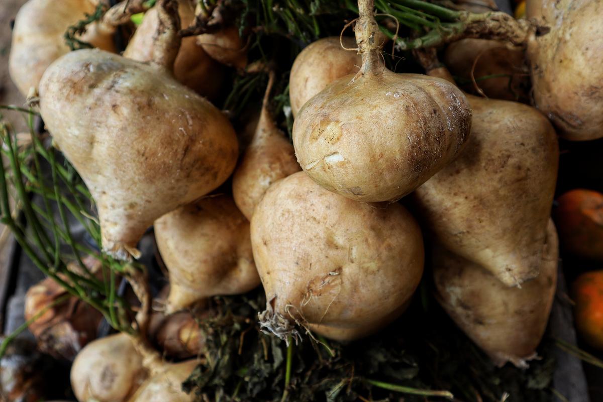 Cara Perkembangbiakan Bengkoang