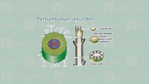 Perbedaan Pertumbuhan dan Perkembangan Primer dengan Sekunder