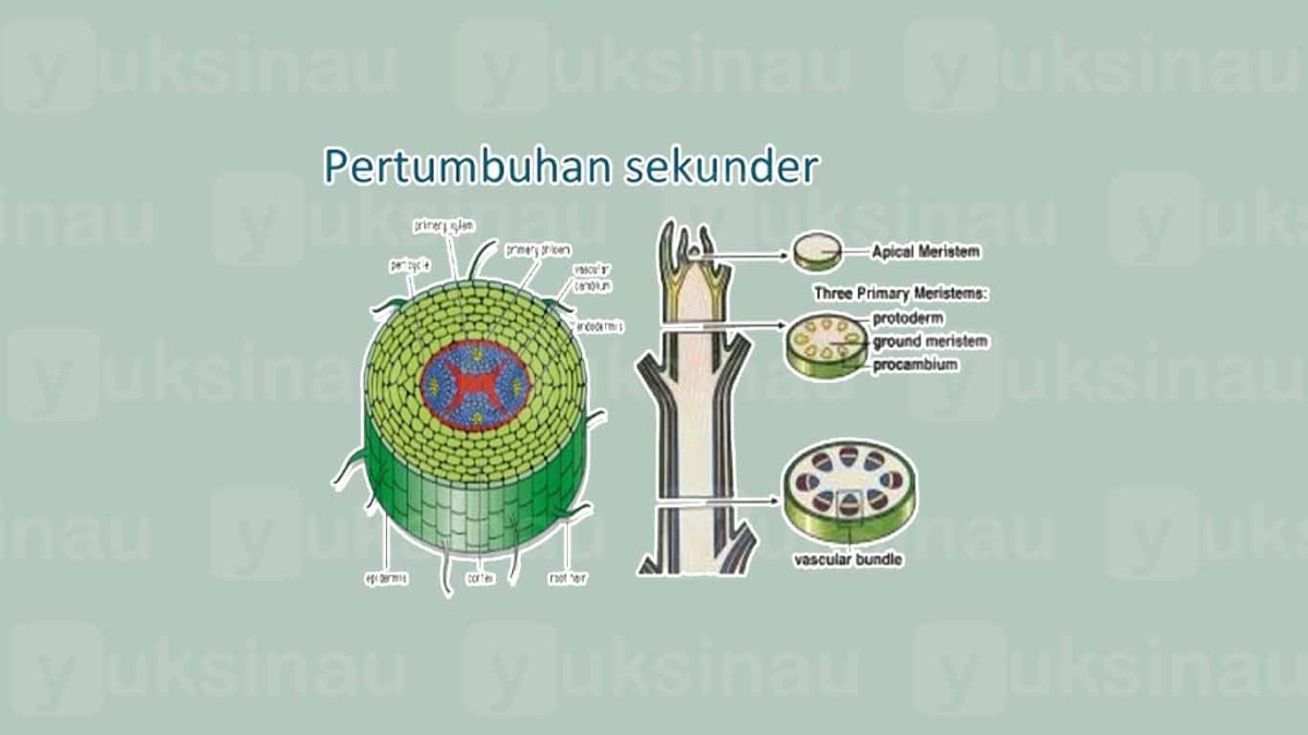 Perbedaan Pertumbuhan dan Perkembangan Primer dengan Sekunder
