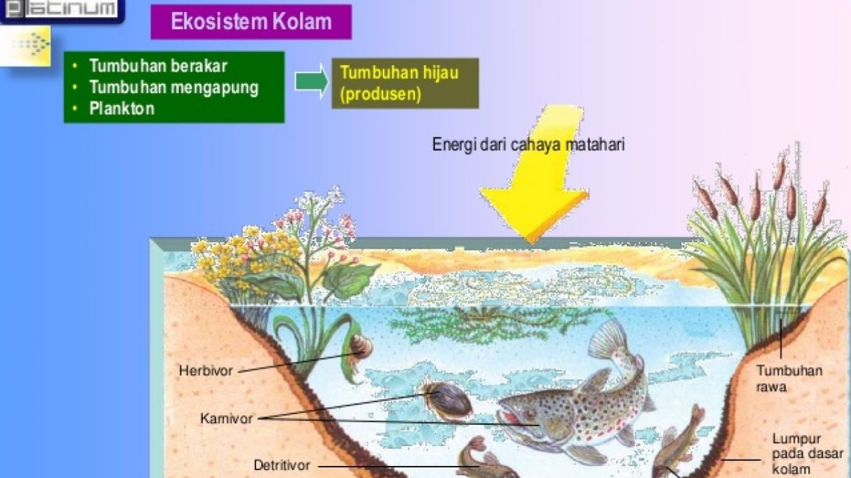 Aliran Energi pada Rantai Makanan Kolam Berdasarkan Gambar