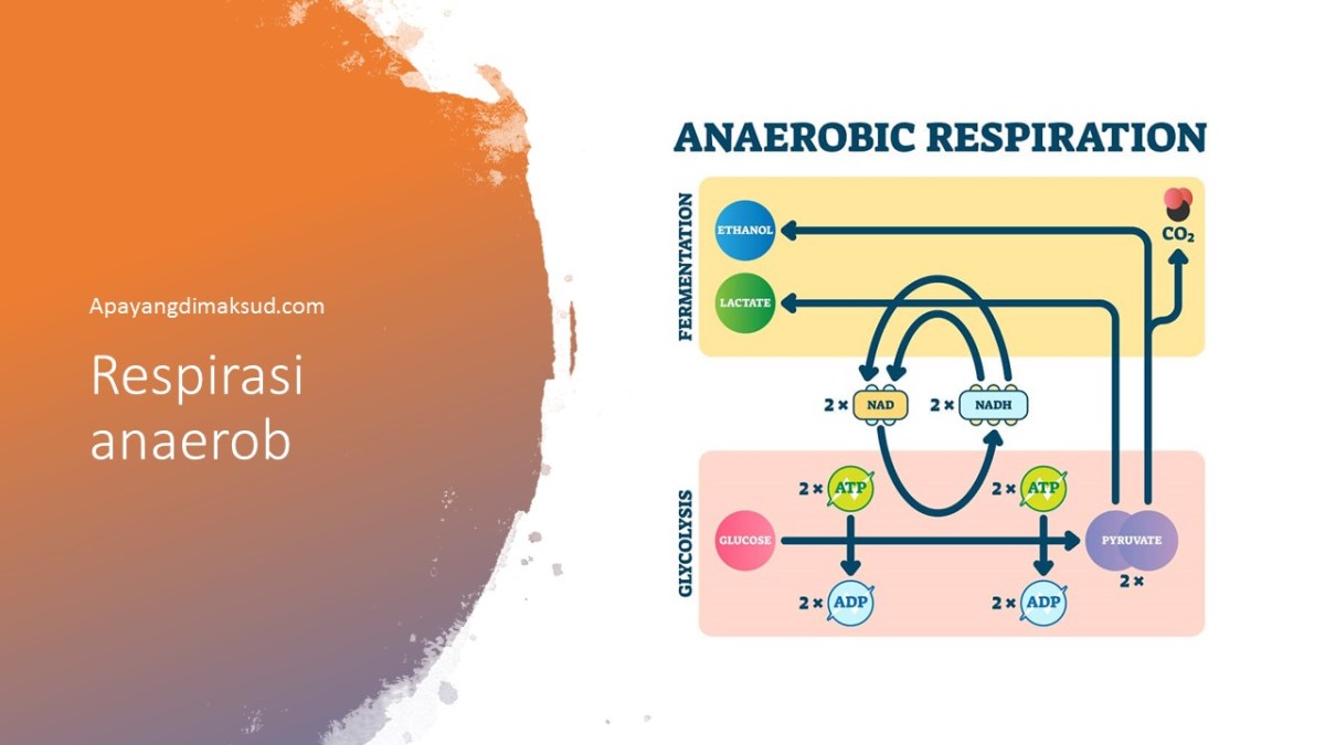 Ciri‑ciri Respirasi Anaerob