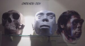 Sinanthropus pekinensis memanfaatkan kekayaan alam sekitarnya