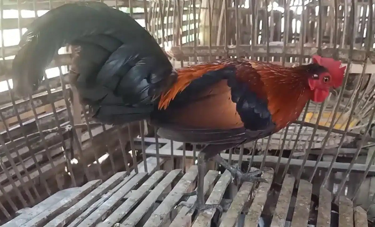 Istilah Resmi Ayam Warna Merah Muda