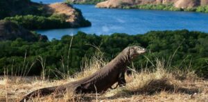Komodo Dragon: Habitat, Size, Diet, and Behavioral Traits Overview