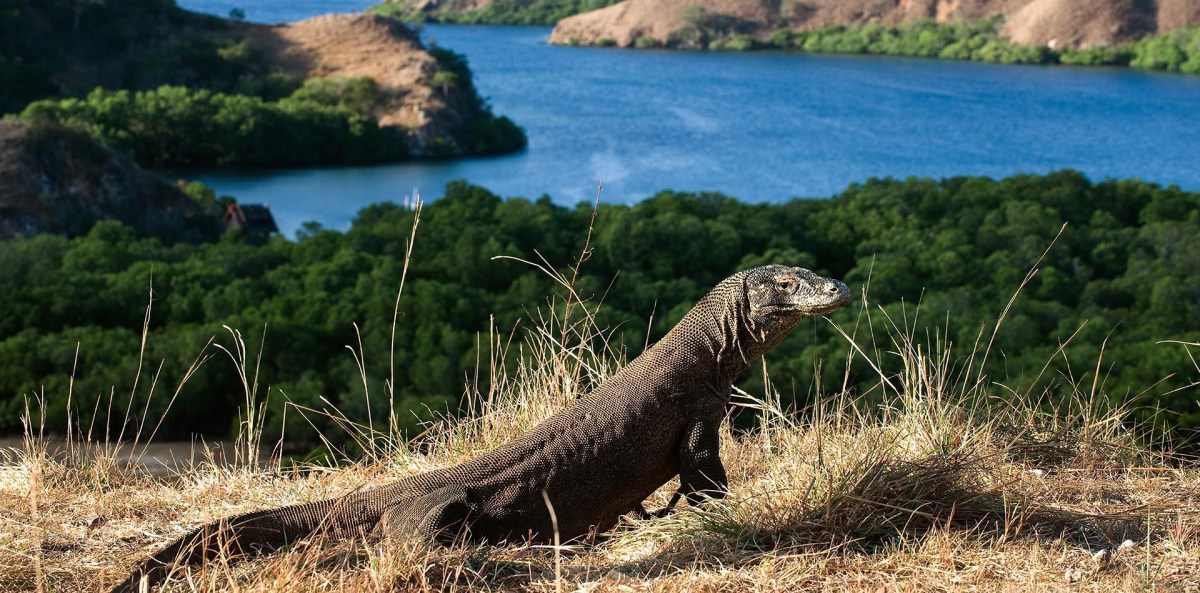 Komodo Dragon: Habitat, Size, Diet, and Behavioral Traits Overview