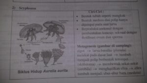 Tahap‑tahap Metagenesis pada Aurelia aurita