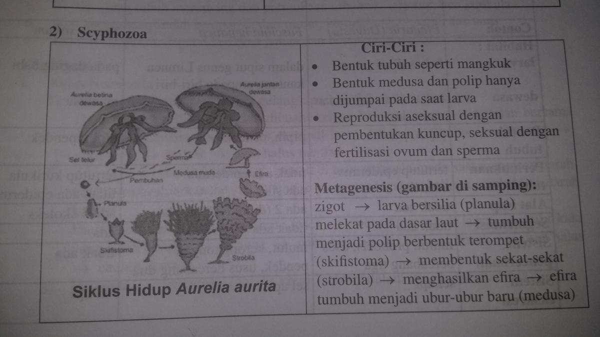 Tahap‑tahap Metagenesis pada Aurelia aurita