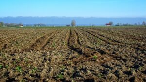 Faktor Penyebab Lahan Subur Kehilangan Nutrisi Menjadi Tanah Tandus