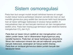 Urine ikan laut lebih pekat dibandingkan ikan tawar: termasuk fisiologi