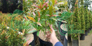 Biaya Penanaman Pohon Pucuk Merah di Taman Lingkaran 56 m