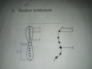 Gambar dan Sebutkan Bagian‑Bagian Kromosom Lengkap