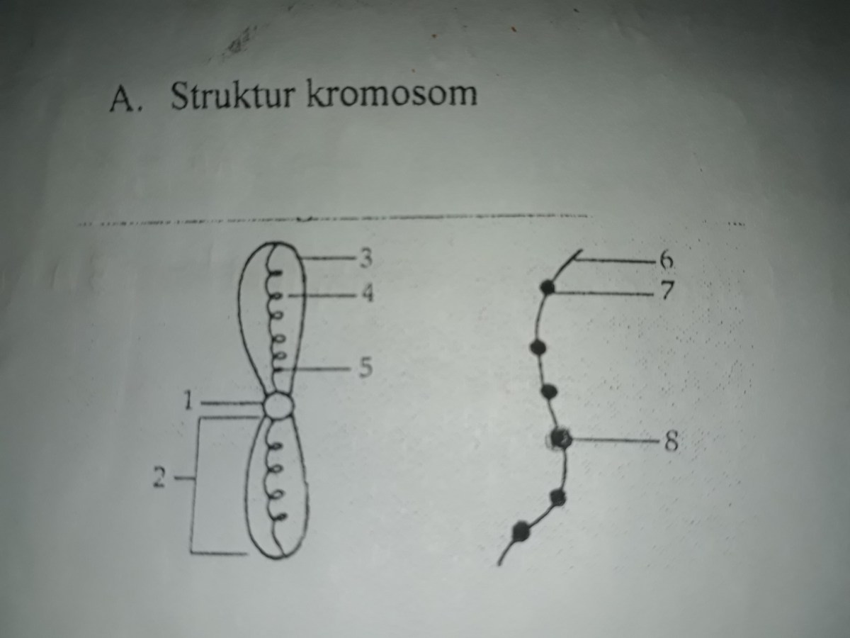 Gambar dan Sebutkan Bagian‑Bagian Kromosom Lengkap