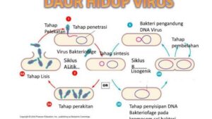 Perbedaan Daur Lytic dan Lisogenik