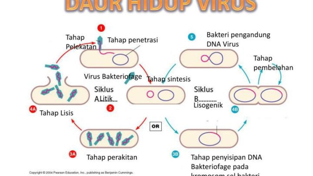 Perbedaan Daur Lytic dan Lisogenik