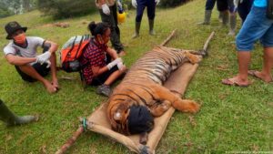 Alasan Harimau Memakan Manusia