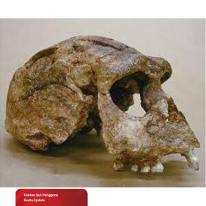 Penelitian Penemuan Pithecanthropus mojokertensis di Seluruh Lokasi