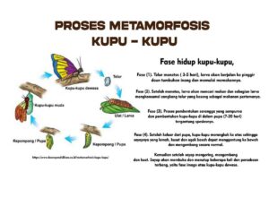 Pernyataan Salah tentang Metamorfosis Kupu‑kupu