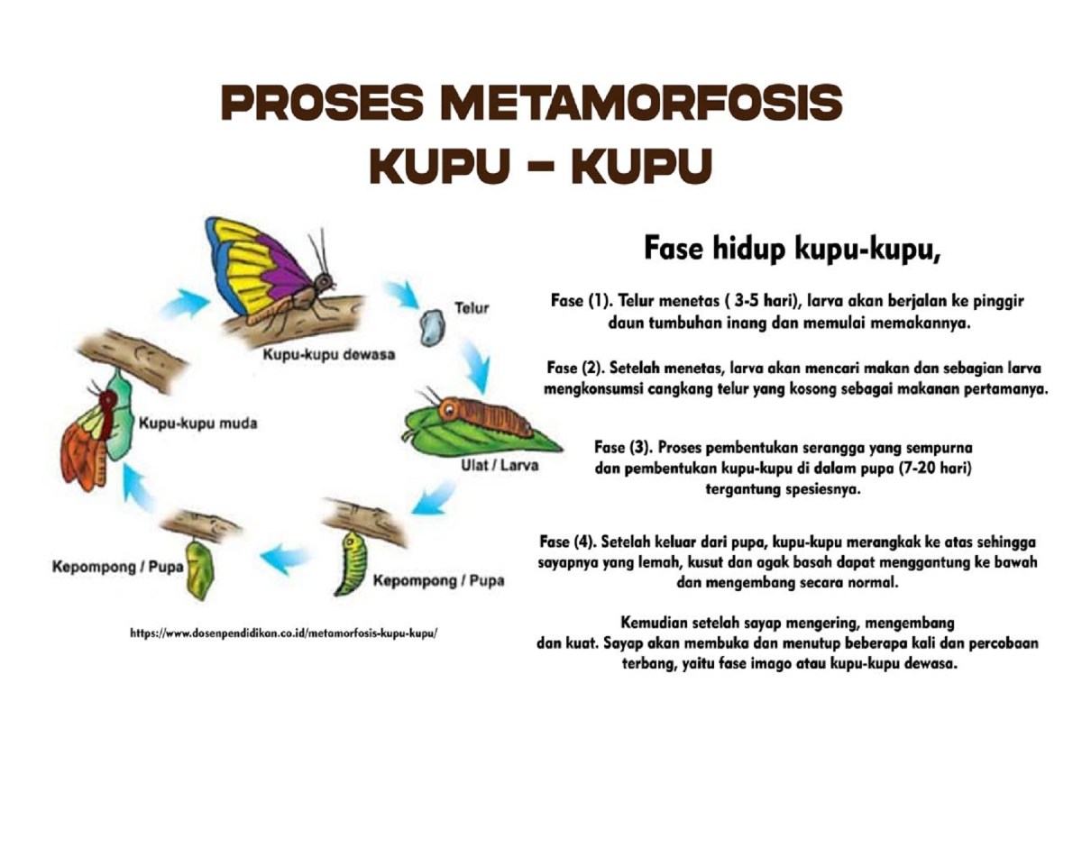 Pernyataan Salah tentang Metamorfosis Kupu‑kupu